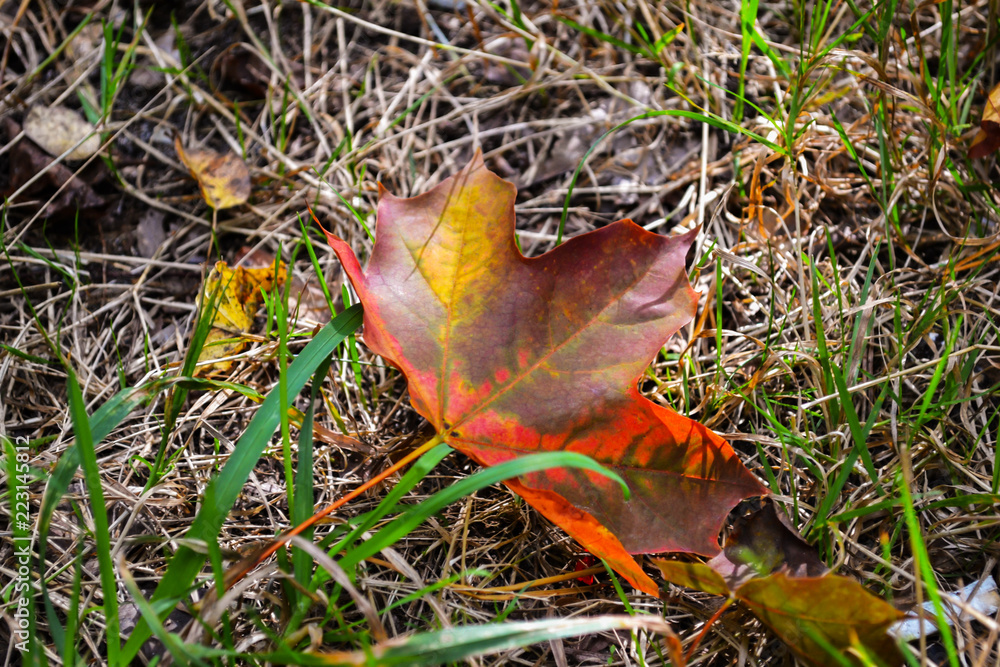A maple leaf on the grass. Autumn leaf. A maple leaf on the grass. Autumn leaf.