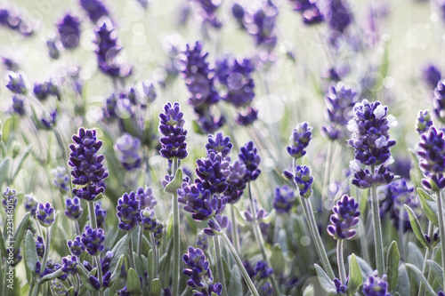 lavender flowers