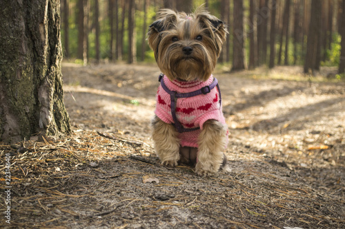 The cute yorkshire terrier walking in the forest. © Natali Vinokurova