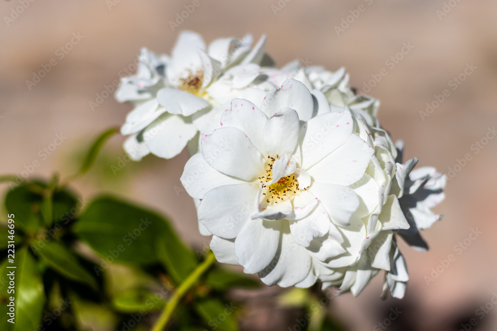 Obraz premium white rose