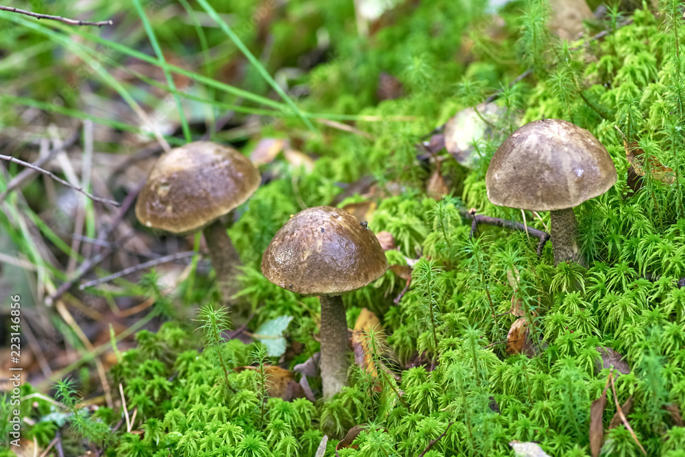 group of mushrooms grew among the grass in the forest in autumn group of mushrooms grew among the grass in the forest in autumn