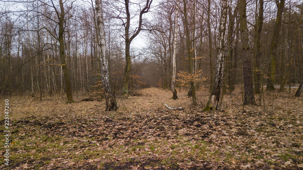 the Niepolomice Forest near Krakow the Niepolomice Forest near Krakow