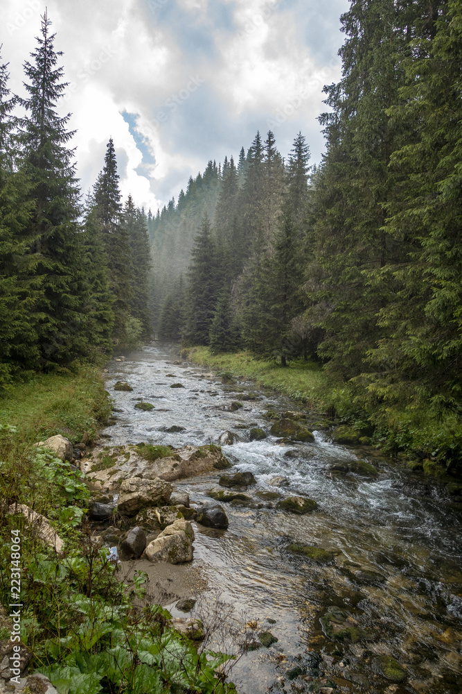 Fast river near forest in Bucegi mountains,  Romania, in a foggy day