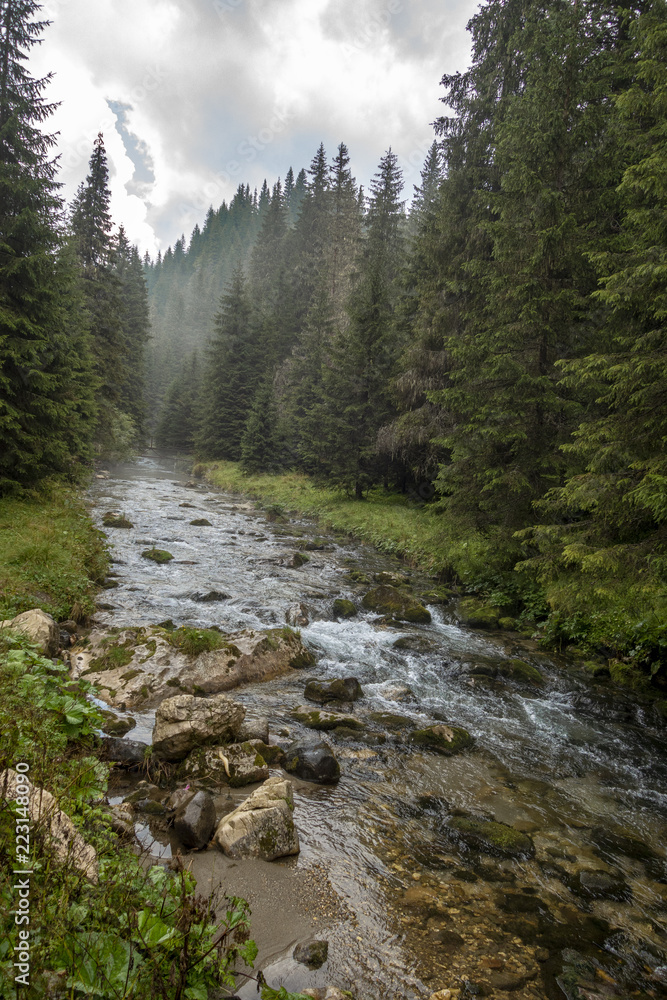Fast river near forest in Bucegi mountains, Romania, in a foggy day Fast river near forest in Bucegi mountains, Romania, in a foggy day