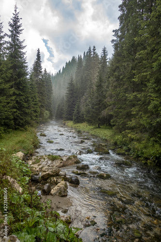 Fast river near forest in Bucegi mountains, Romania, in a foggy day