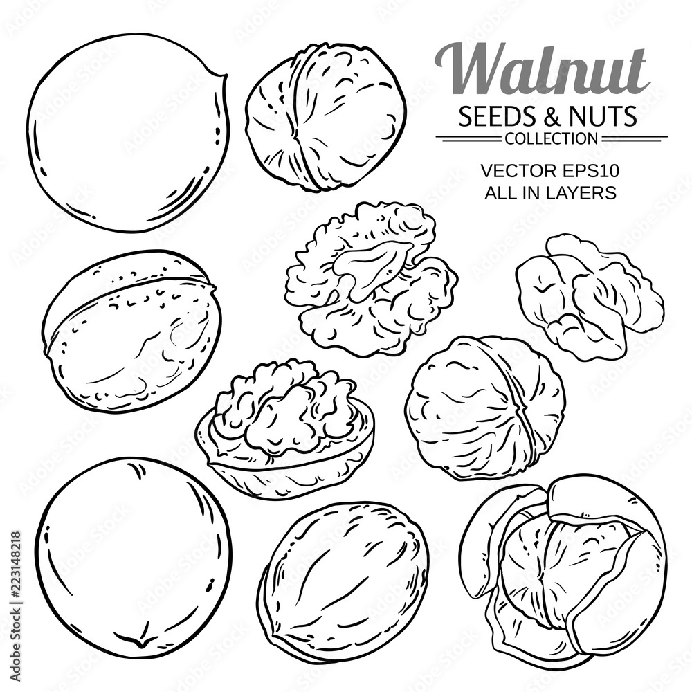 Obraz premium walnut plant vector