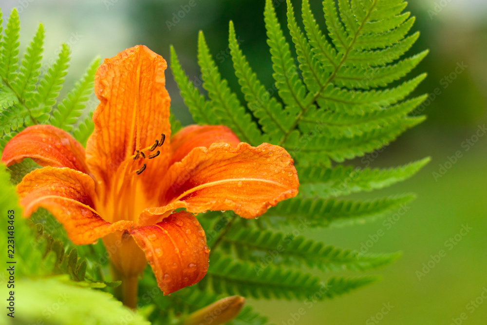 Closeup of orange daylily flower with water drops, and green fern leaves, summer, tropics and vacation concept, copyspace Closeup of orange daylily flower with water drops, and green fern leaves, summer, tropics and vacation concept, copyspace