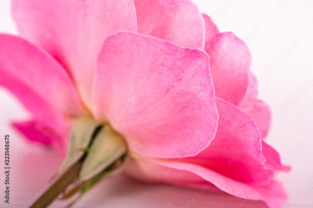 Pink rose on white background Pink rose on white background