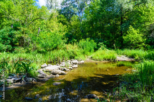 Small river in a forest on summer