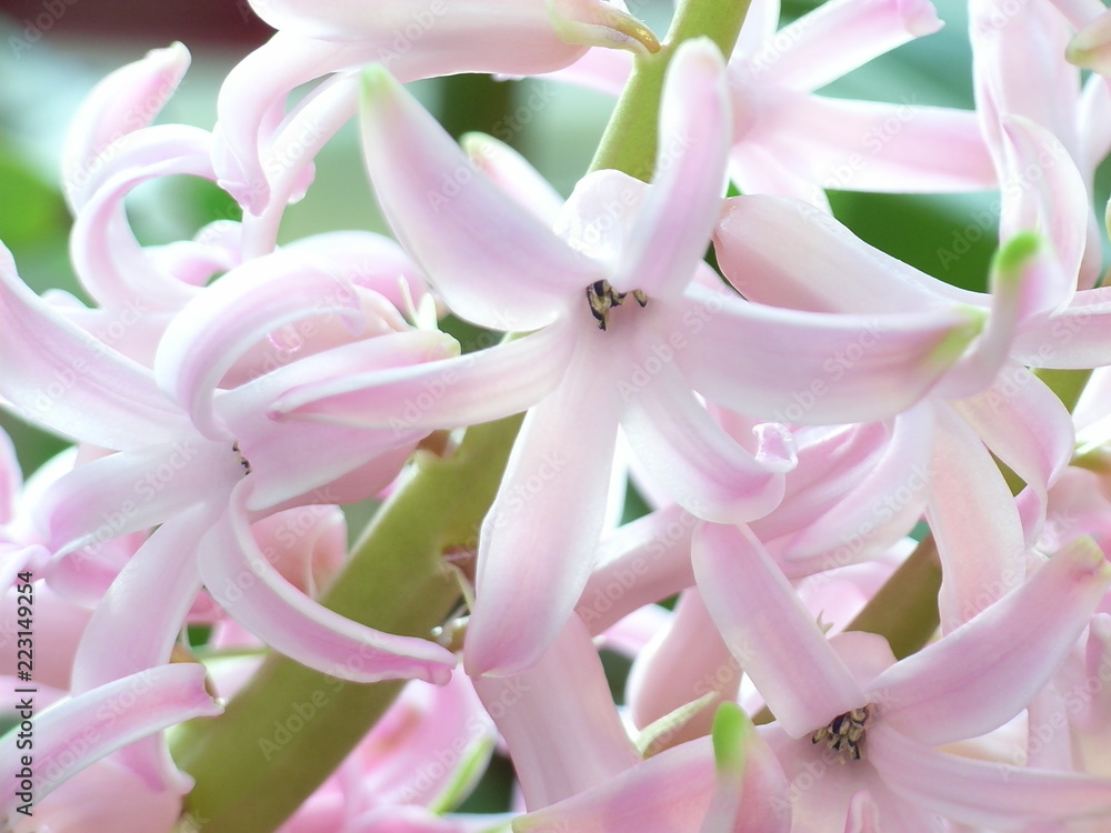 closeup of pink hyacinth