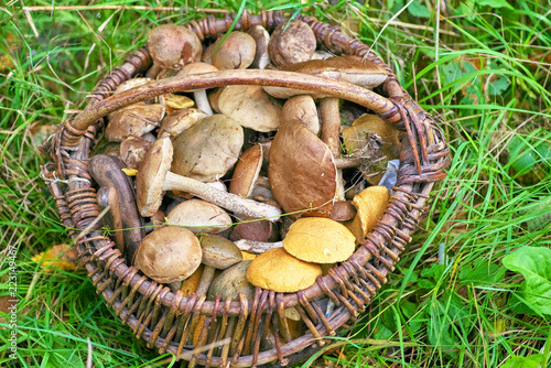 Full basket of mushrooms in green grass