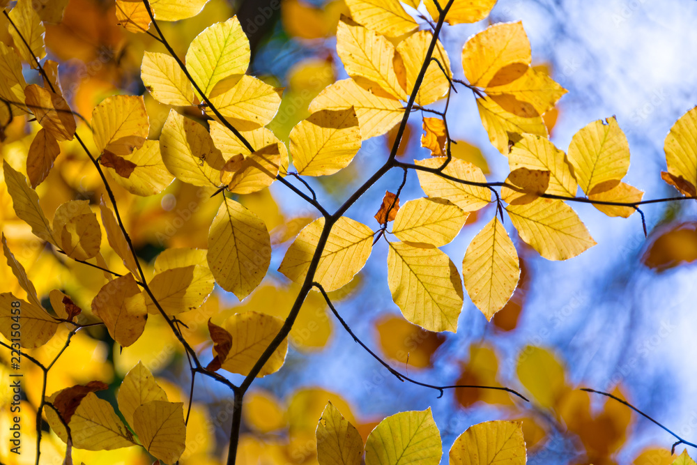 Fototapeta premium Yellow autumnal branches in a forest, blue sky background