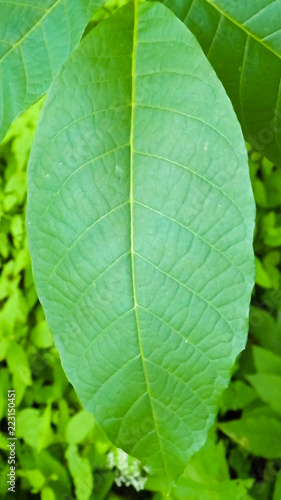 Green leaf as nature background.