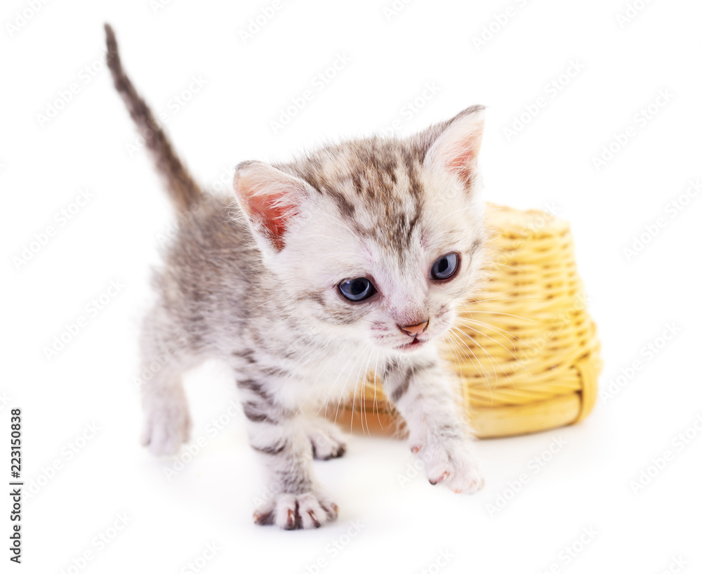 Fototapeta premium Small gray kitten .