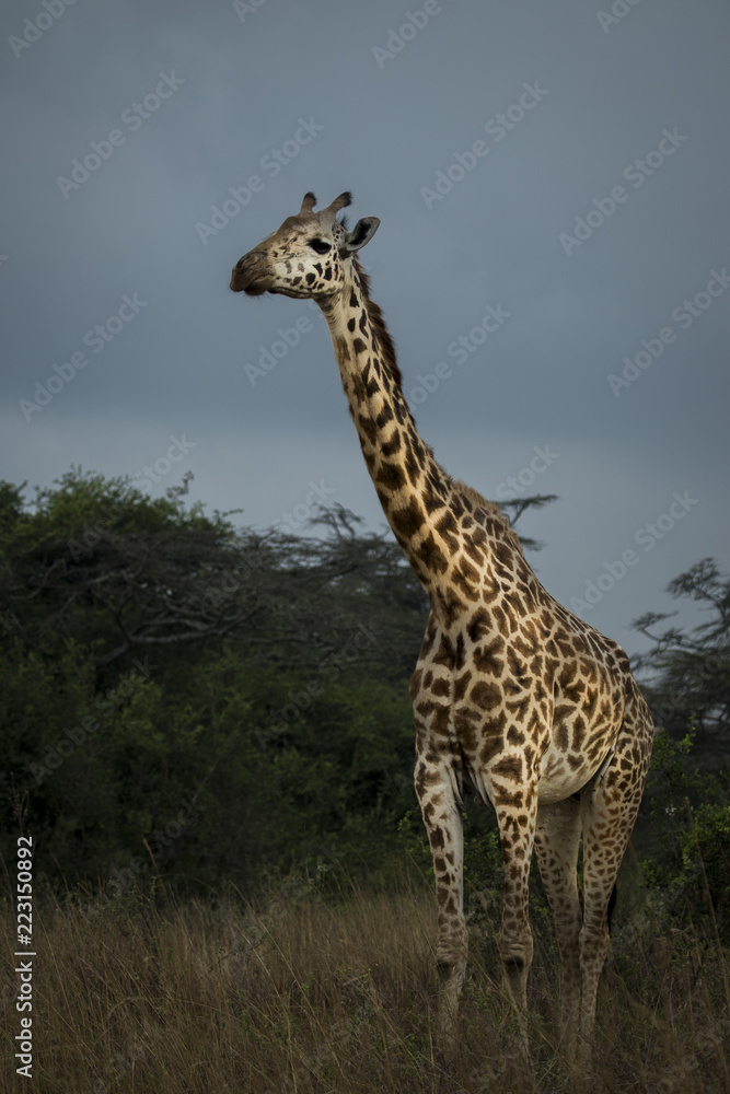 Giraffe in the Bush