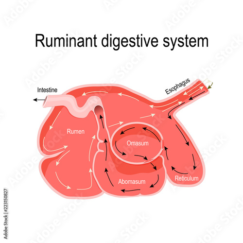 cross-section of the ruminant stomach photo