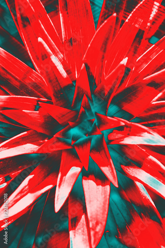 Crazy hallucinogenic. Abstraction  a flower of red color.
