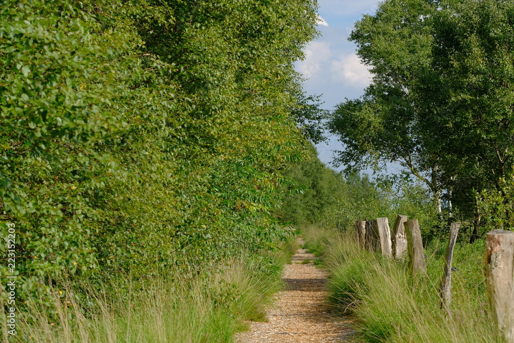 Verlüßmoor in der Umgebung von Osterholz-Scharmbeck im Sommer