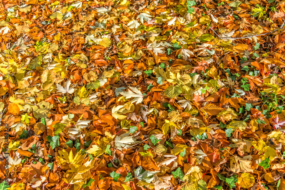 Background of fallen colorful autumnal leaves on the ground Background of fallen colorful autumnal leaves on the ground