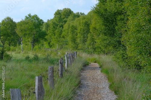 Obraz na płótnie Verlüßmoor in der Umgebung von Osterholz-Scharmbeck im Sommer w salonie