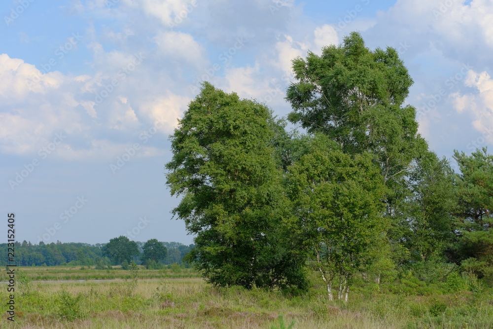 Verlüßmoor in der Umgebung von Osterholz-Scharmbeck im Sommer