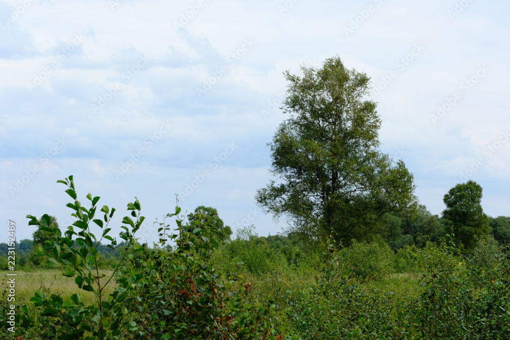 Verlüßmoor in der Umgebung von Osterholz-Scharmbeck im Sommer Verlüßmoor in der Umgebung von Osterholz-Scharmbeck im Sommer