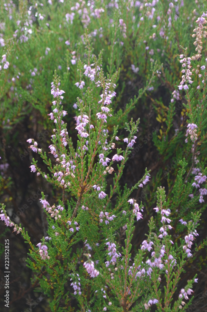 Obraz premium blooming heather