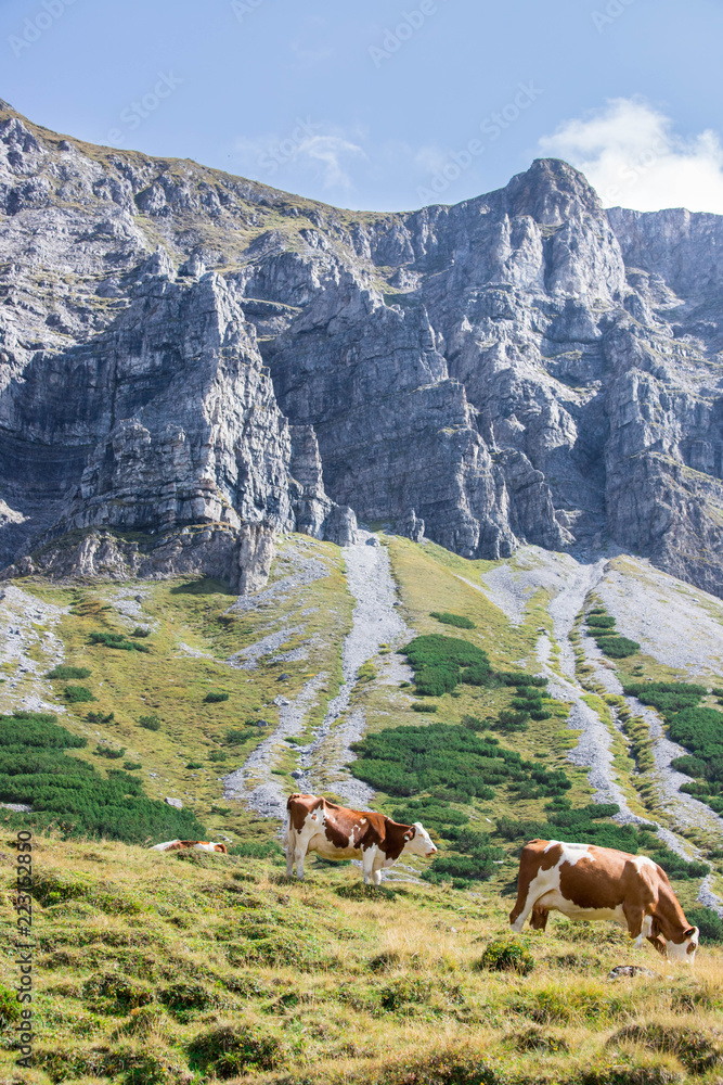 Kühe grasen auf der Alm, Alpengebirge im Hintergrund