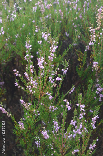 blooming heather