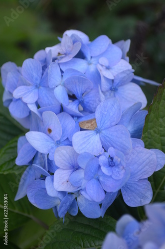 blue flowers