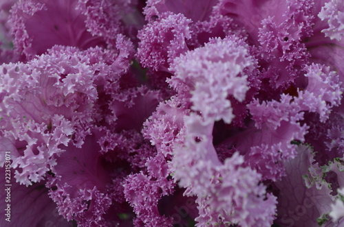 purple cabbage