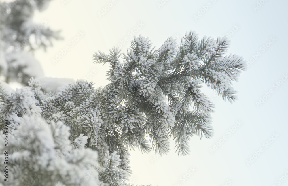 Snow-cowered fir branches. Winter blur background. Frost tree.