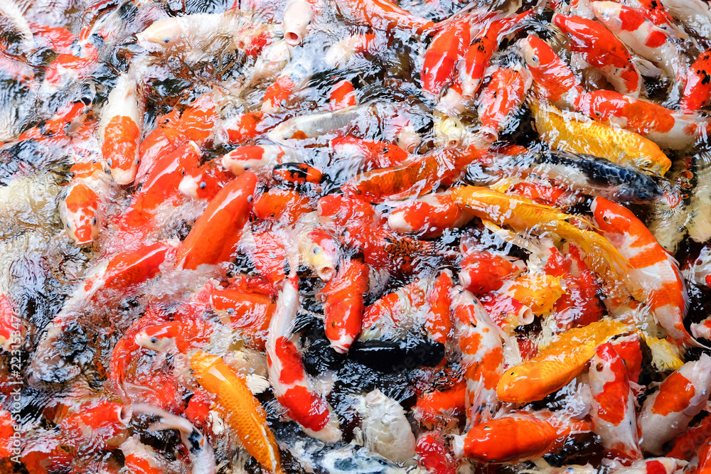 Colorful koi carp fish group swimming in pond Colorful koi carp fish group swimming in pond
