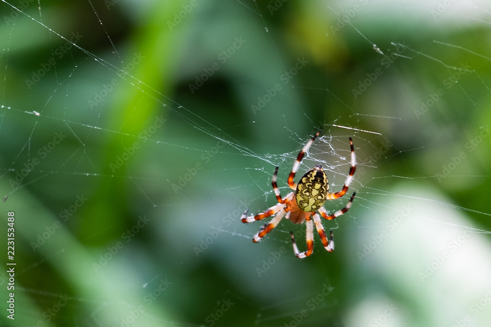 The spider sits in its web. The spider sits in a web and waits for prey. The spider sits in its web. The spider sits in a web and waits for prey.