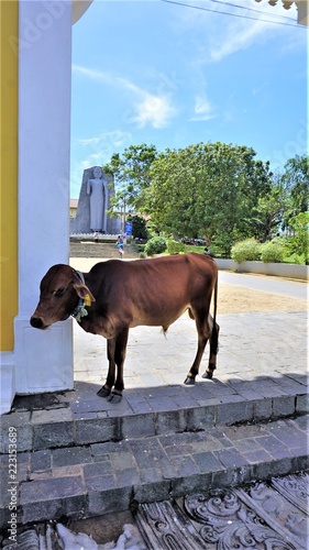 cow on the road