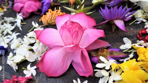 flowers on a white background