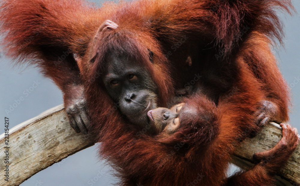 Obraz premium Orangutan