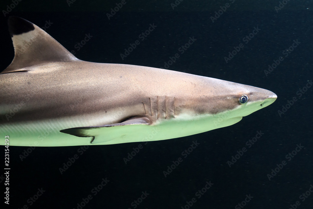 Naklejka premium Close up of the blacktip reef shark (Carcharhinus melanopterus) with its black fins in dark tropical waters