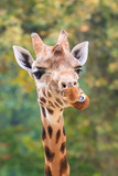 Funny close up of the head of a northern Giraffe (Giraffa camelopardalis)