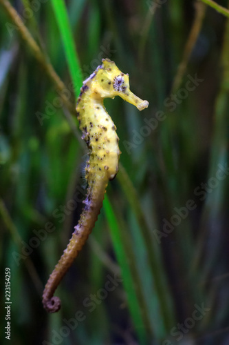 Close up of a beautiful Seahorse, presumably Hippocampus kuda, aka the estuary seahorse, yellow seahorse or spotted seahorse, native to the Indo-Pacific around Indonesia © dennisvdwater