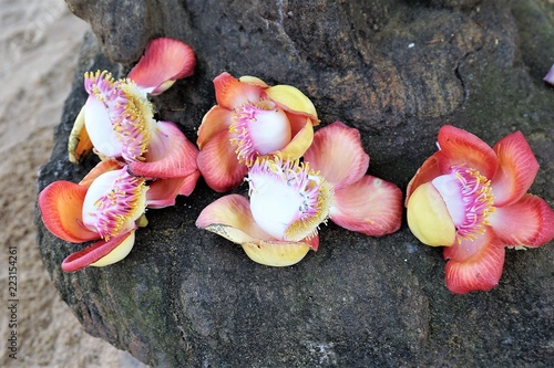flowers on the beach