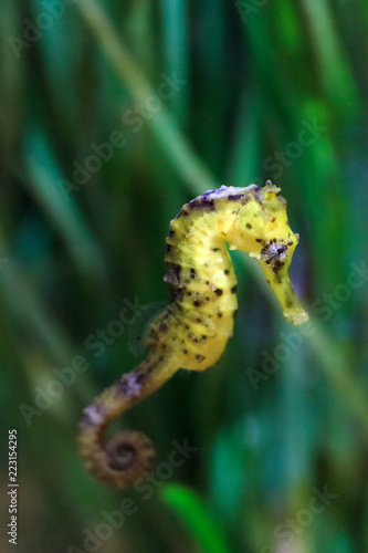Close up of a beautiful Seahorse, presumably Hippocampus kuda, aka the estuary seahorse, yellow seahorse or spotted seahorse, native to the Indo-Pacific around Indonesia