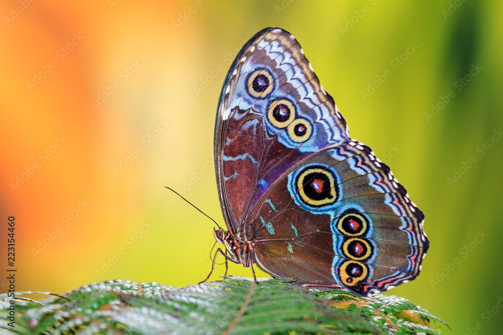 Obraz premium Menelaos Morpho, niebieski morpho Menelaus, jest opalizującym tropikalnym motylem Ameryki Środkowej i Południowej