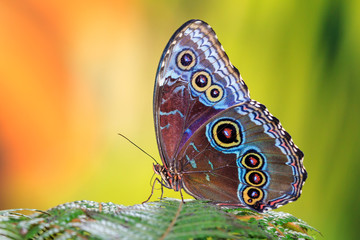 Poster Vlinder Iridescente blauwe morpho vlinder tropisch  © dennisvdwater