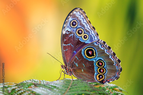 Morpho menelaus, the Menelaus blue morpho, is an iridescent tropical butterfly of Central and South America