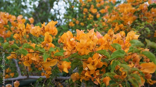  yellow bougainvillea flowers