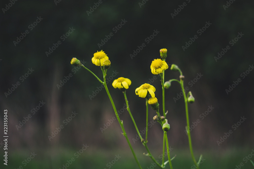 Herbst-Blumen in freier Natur Herbst-Blumen in freier Natur