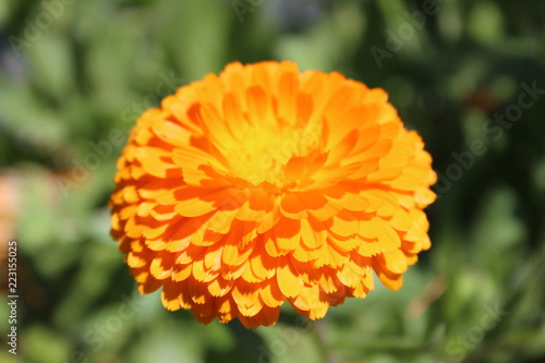 Calendula  Marigold                                                             