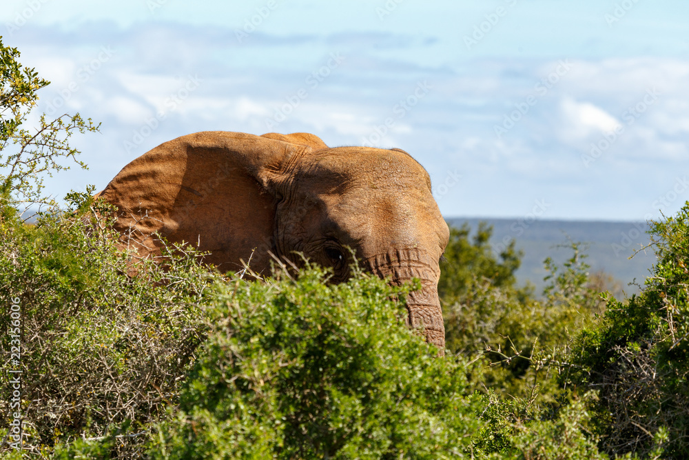 Obraz premium Elephant standing and hiding between the bushes