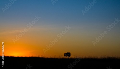 Beautiful dusk with a lone tree in Masai Mara